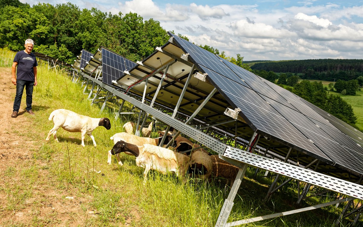 Schafe unter Photovoltaik-Freiflächenanlage